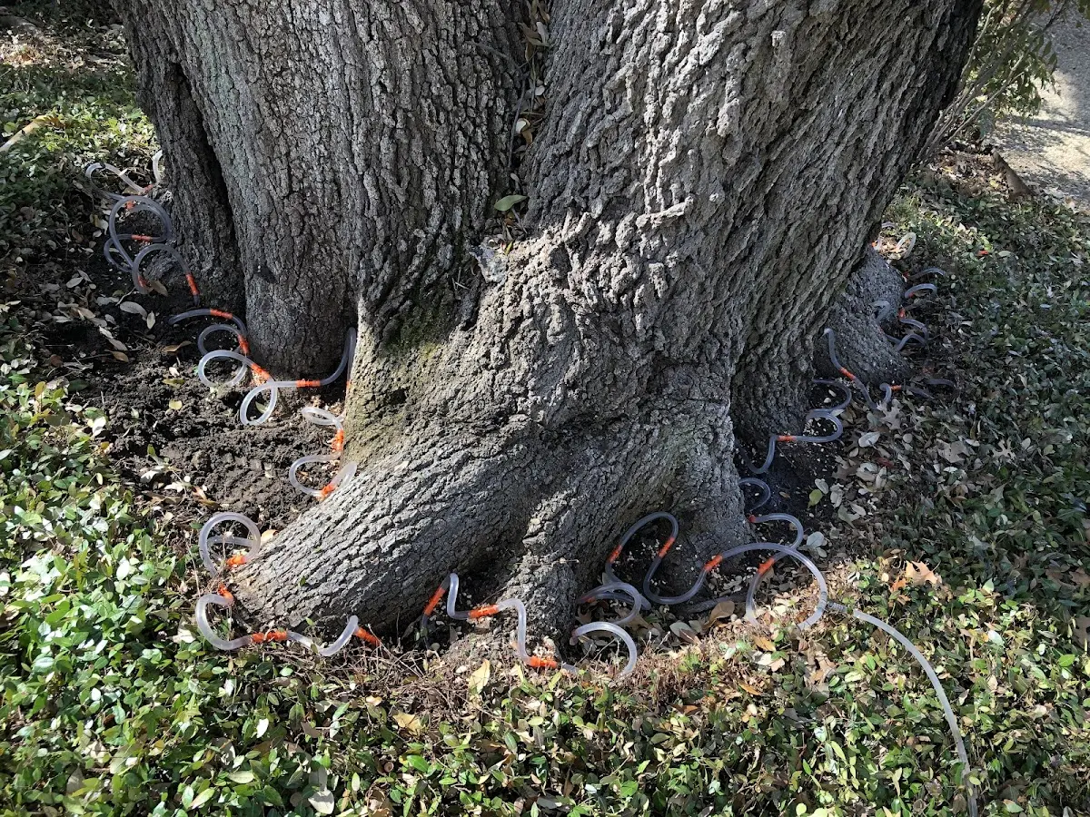 Detailed Tree Cabling and Bracing job site in Bordentown