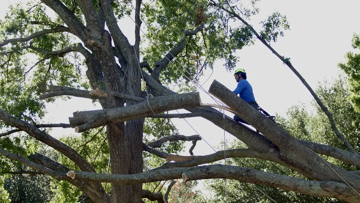 Professional Crown Thinning performed by certified arborists in Bordentown