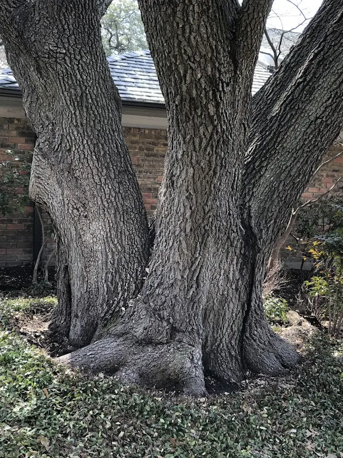 Mature heritage tree close to a Bordentown property cared for by certified arborists